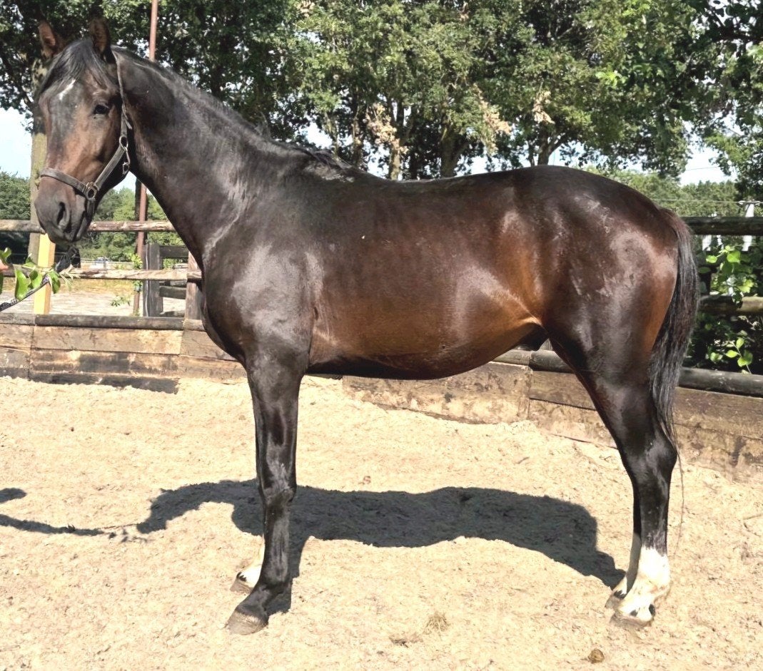 Brave  talentvolle 3 jr kwpn ruin 1,72m(röntgen goed)inr mog, Met stamboom, Ruin, Dressuurpaard, Onbeleerd