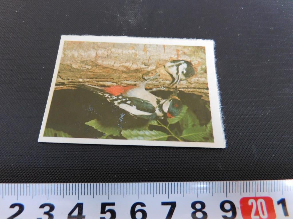 sticker Vogel  Bonte specht, Ophalen, Zo goed als nieuw