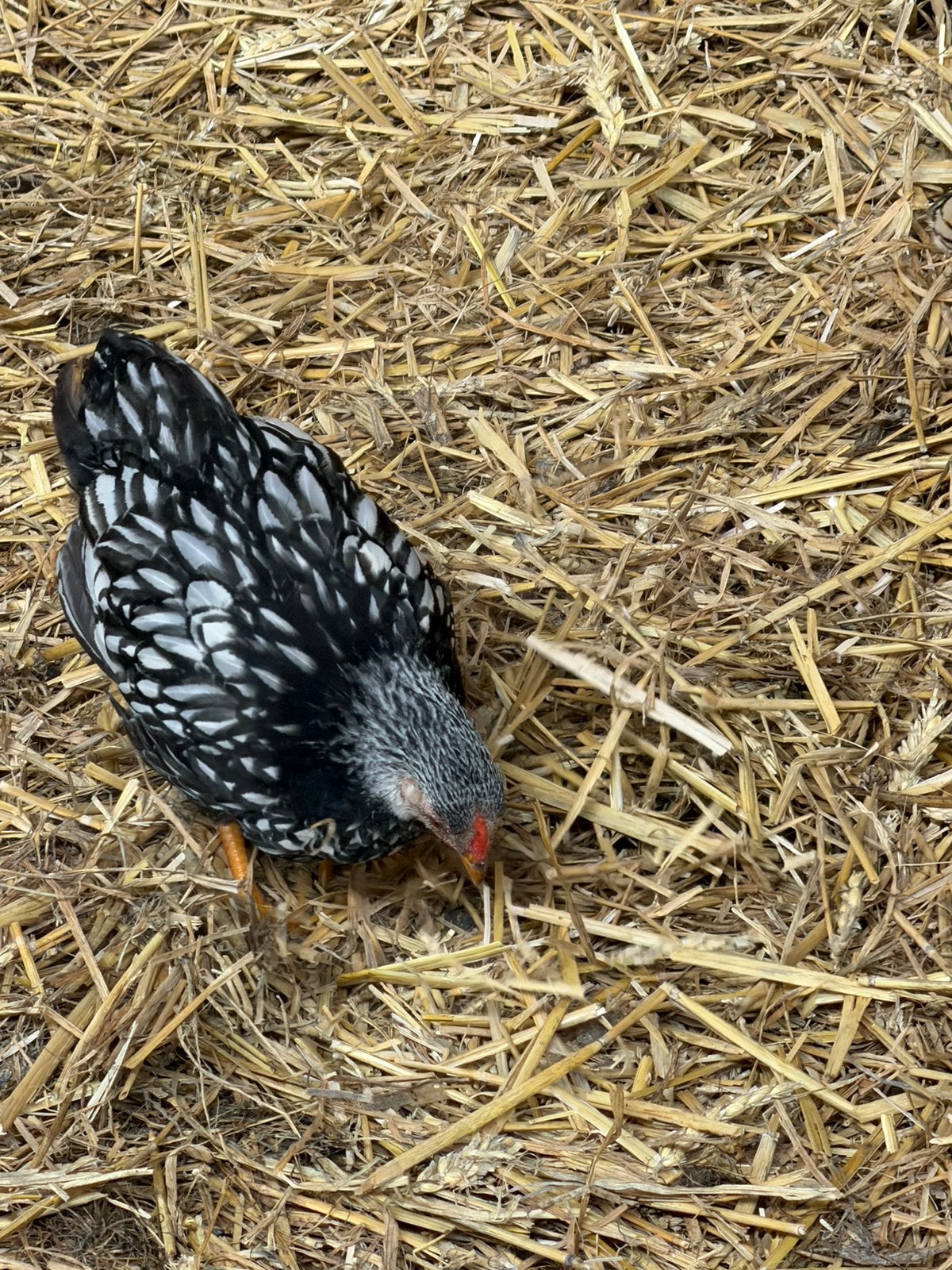 Wyandotte zwart wit gezoomd, Dieren en Toebehoren, Pluimvee, Mannelijk, Kip