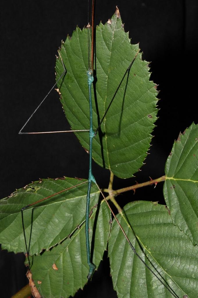 Vele soorten wandelende takken, Dieren en Toebehoren, Insecten en Spinnen, Wandelende tak