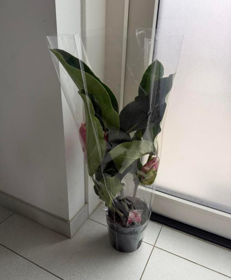 Mooie Medinilla Magnifica plant, Overige soorten, Vaste plant, Ophalen of Verzenden, Halfschaduw