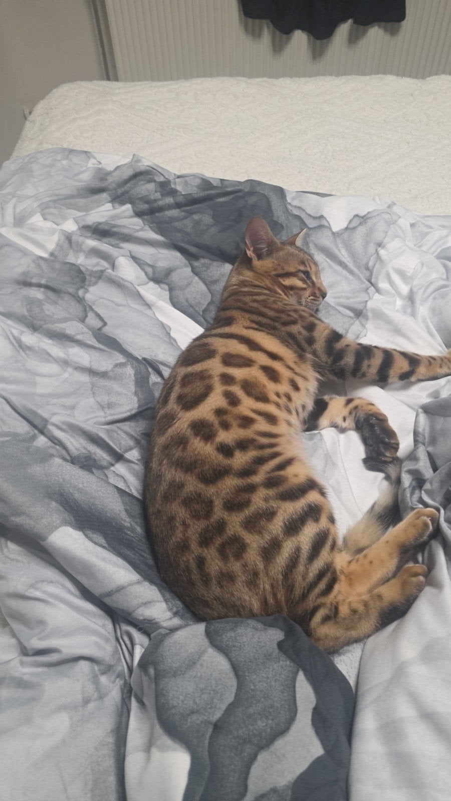 Bengaalse kater zoekt een liefdevol thuis, Kater