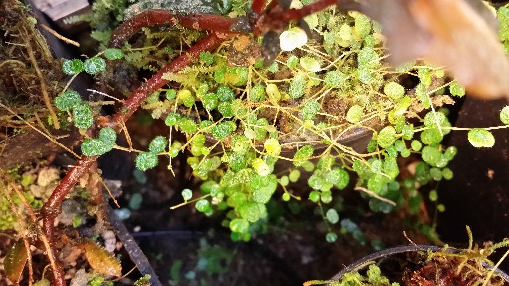 Peperomia emarginella minisoort terrariumplantje kikkers, Ophalen of Verzenden, Overige soorten, Halfschaduw, Minder dan 100 cm