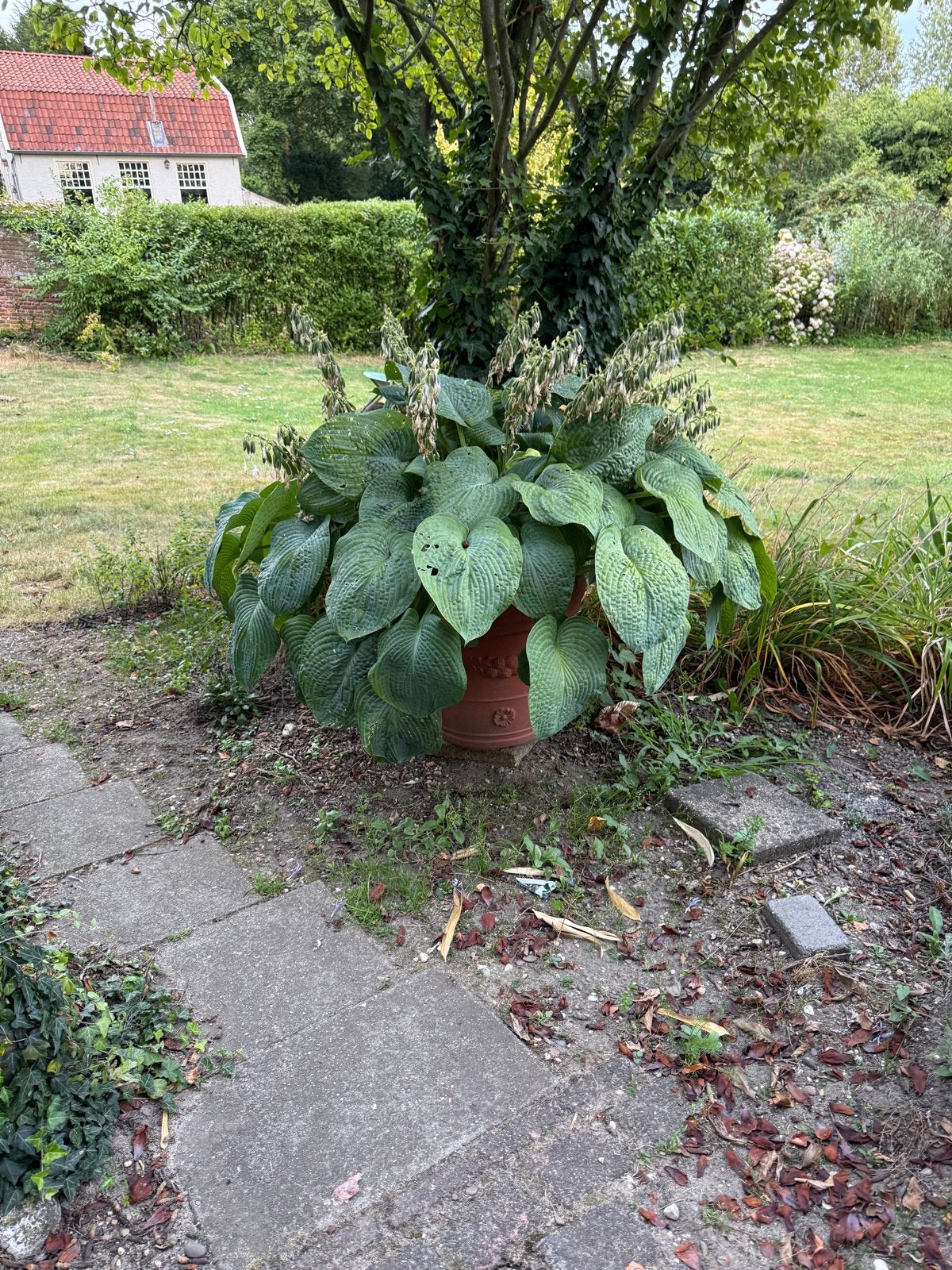 4 prachtige hosta's in potten te koop, Vaste plant, Halfschaduw, Zomer, Ophalen