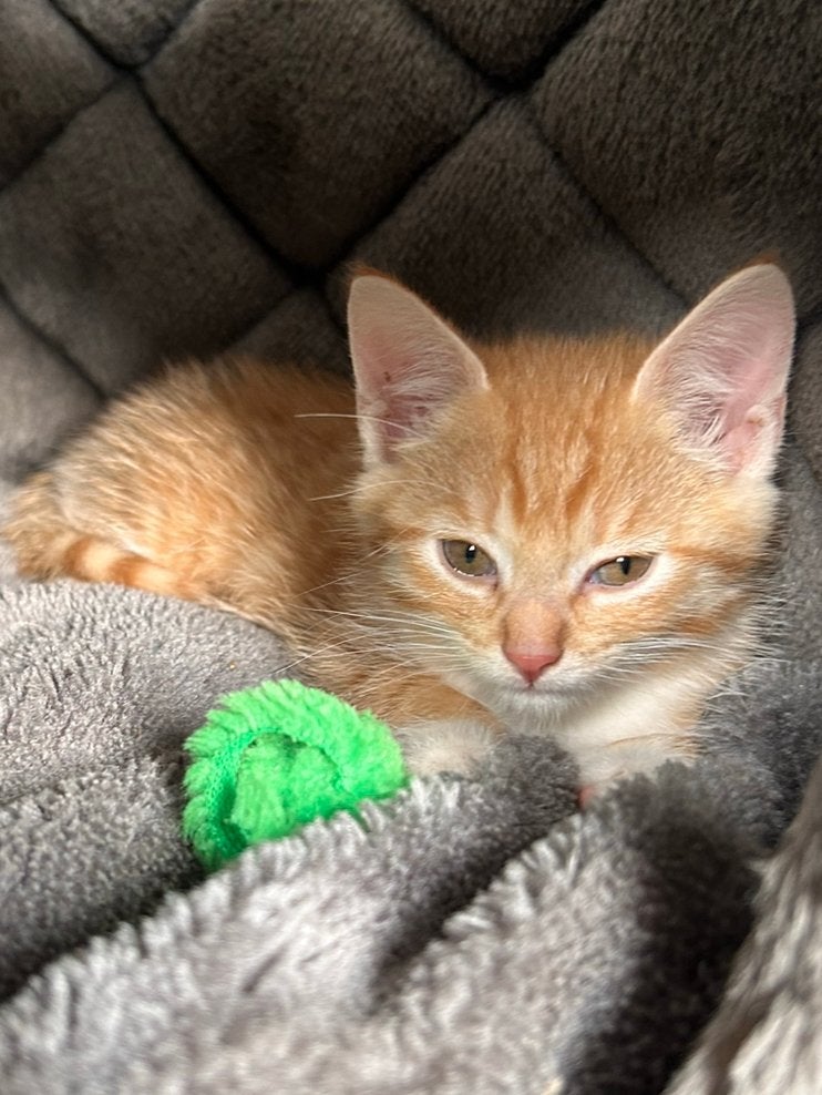 Prachtige nestje lang en kortharige kittens, Dieren en Toebehoren, Meerdere dieren, Langharig, 0 tot 2 jaar