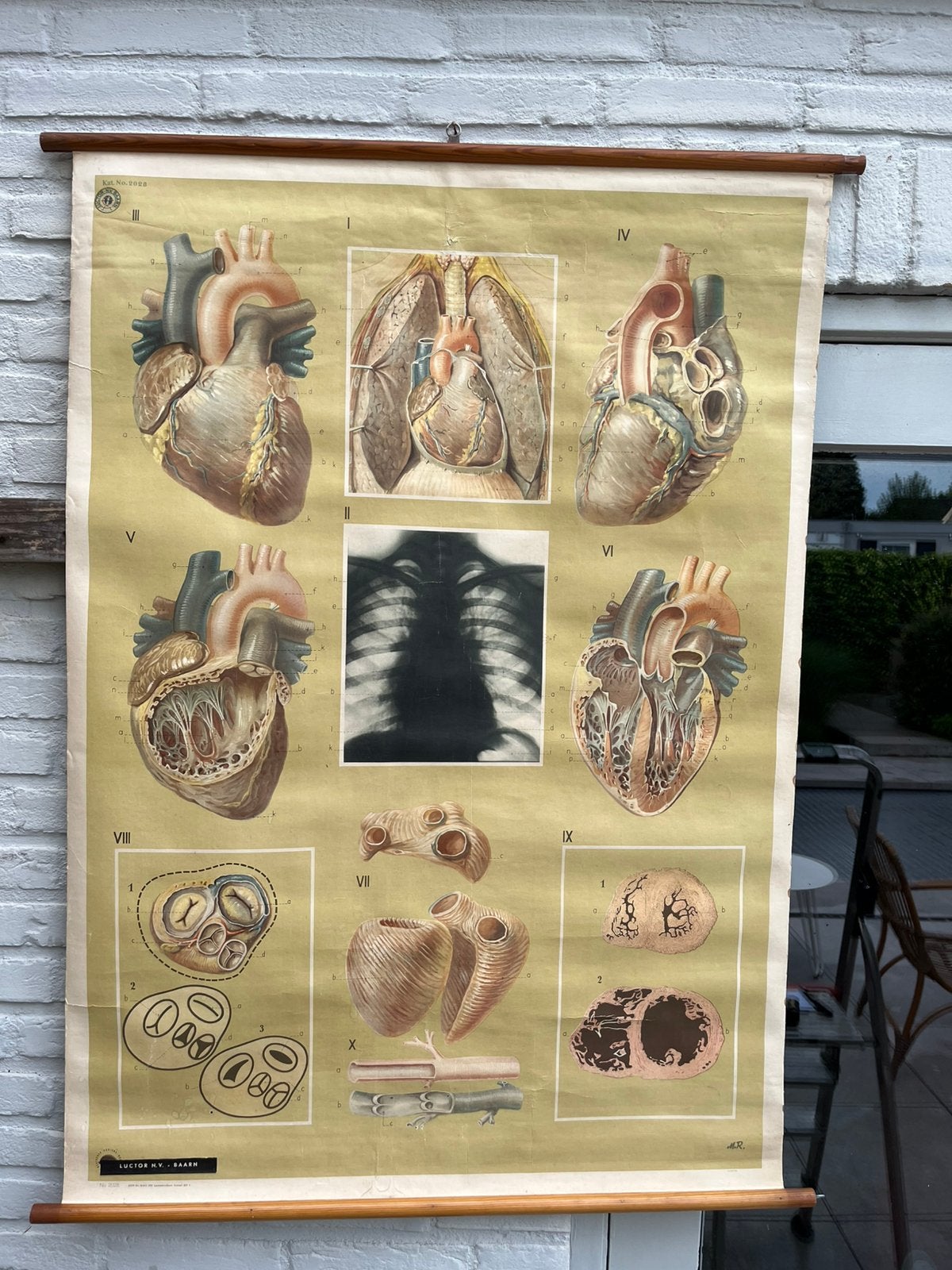 Prachtige linnen schoolplaat Hart! Afm 120x90cm!, Ophalen of Verzenden, Natuur en Biologie