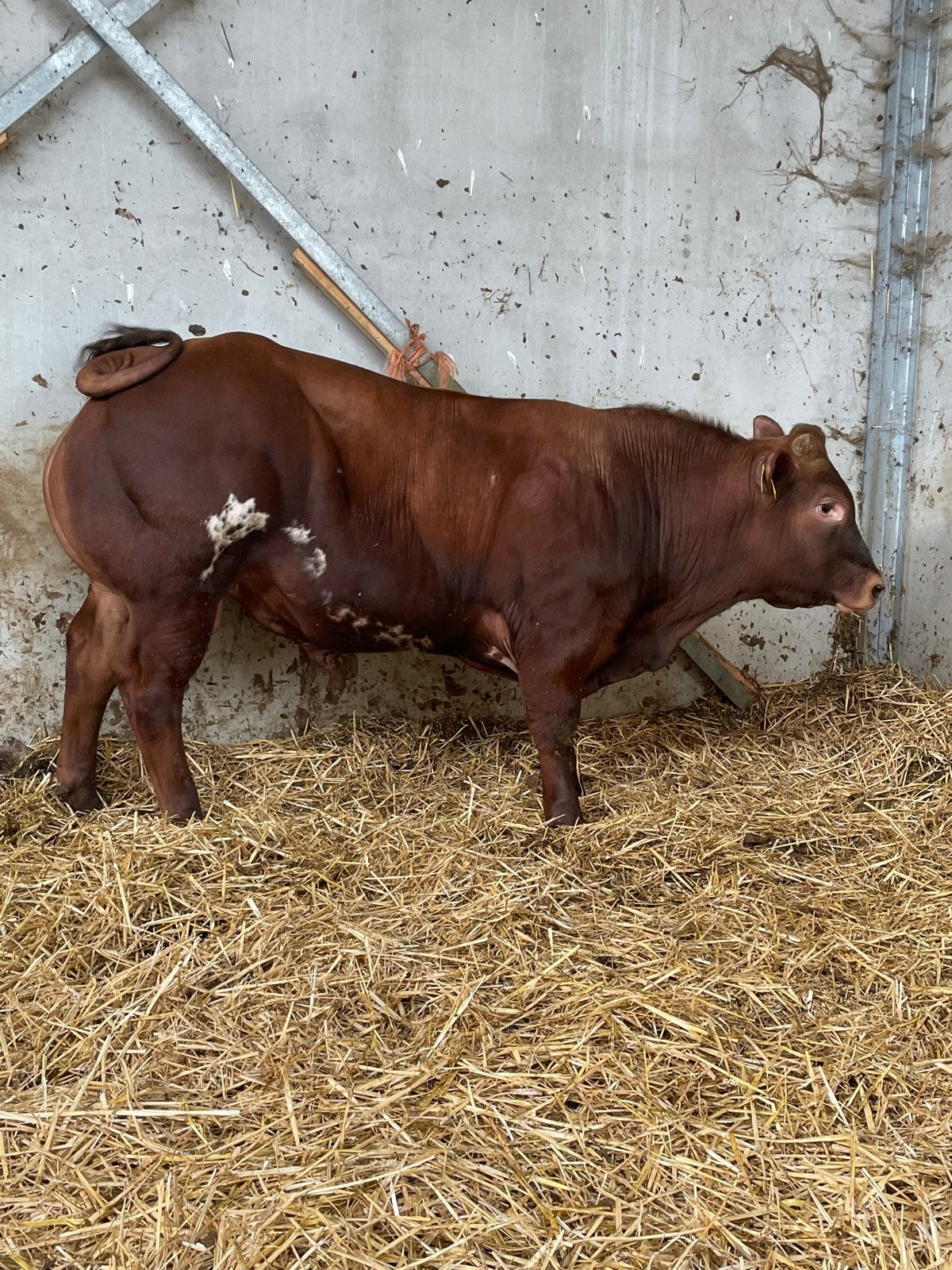 Verkocht verbeterd roodbont dikbil stier, Dieren en Toebehoren, Mannelijk