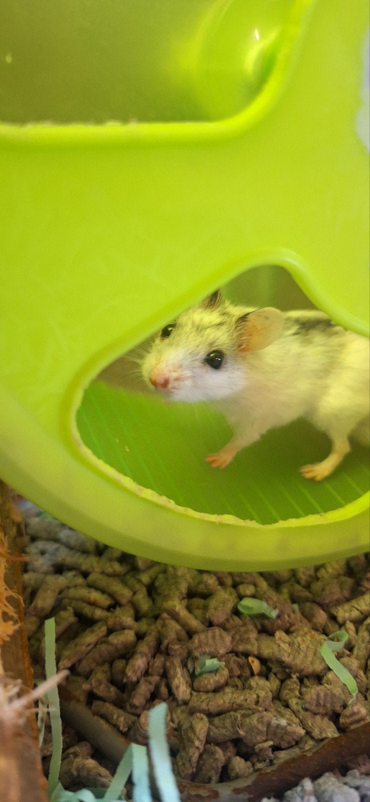 Lieve Chinese hamster man, Dieren en Toebehoren, Knaagdieren, Hamster, Juni, Mannelijk, Tam