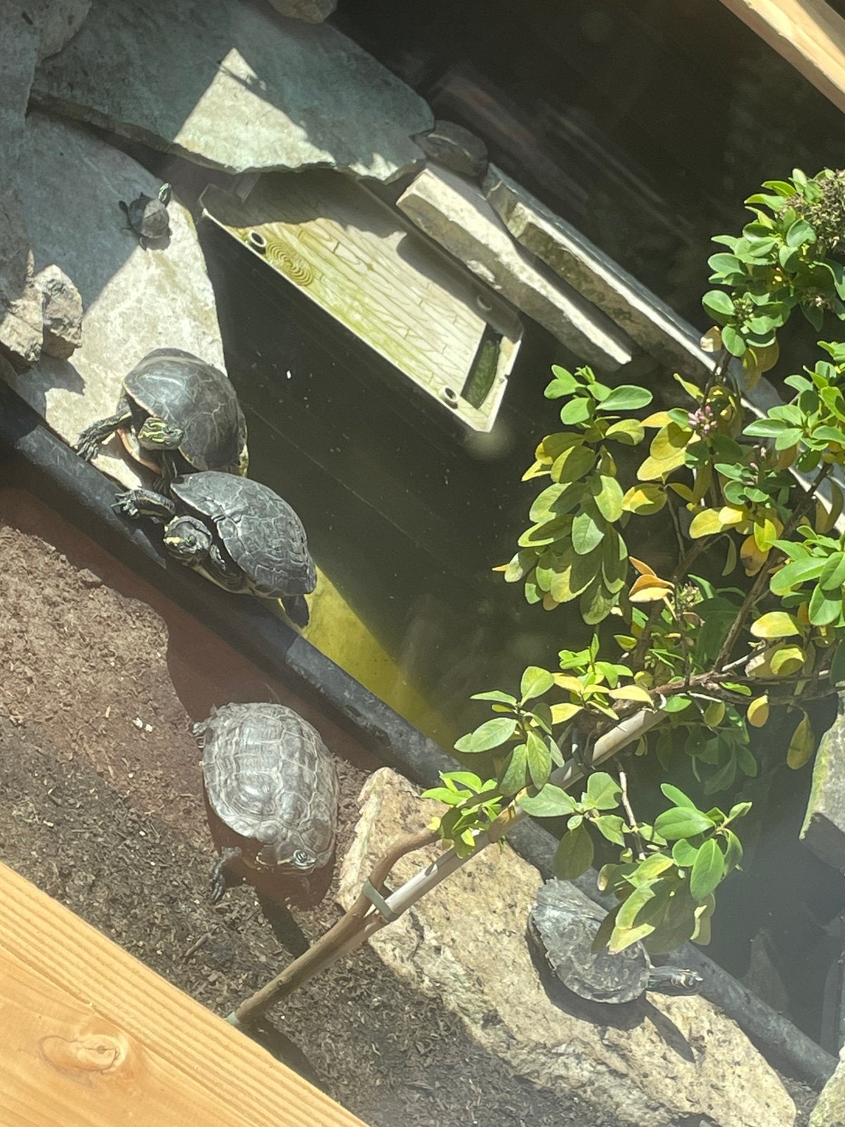 Opvang voor schildpadden, Ophalen of Verzenden, Zo goed als nieuw