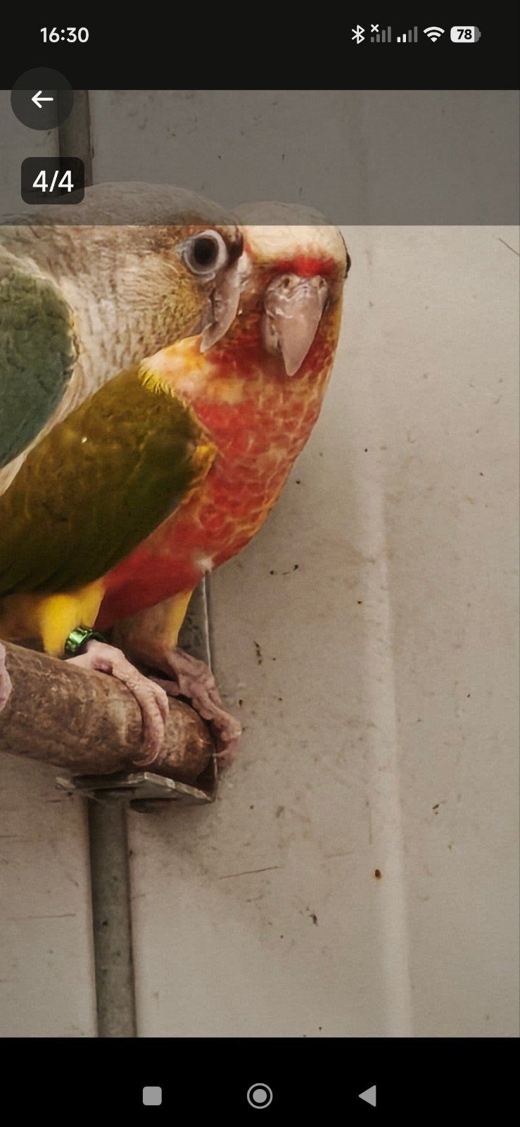 koppel pyrrhurras, Dieren en Toebehoren, Vogels | Parkieten en Papegaaien, Meerdere dieren, Parkiet