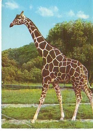 Ansichtkaart	Giraffe, Verzenden, 1960 tot 1980, Gelopen, Wild dier