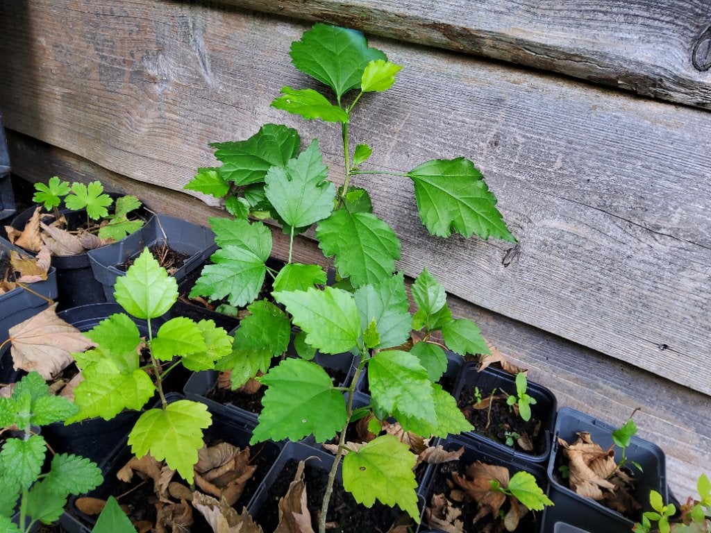 plant Hibiscus, Tuin en Terras, Volle zon, Vaste plant, Zomer, Ophalen