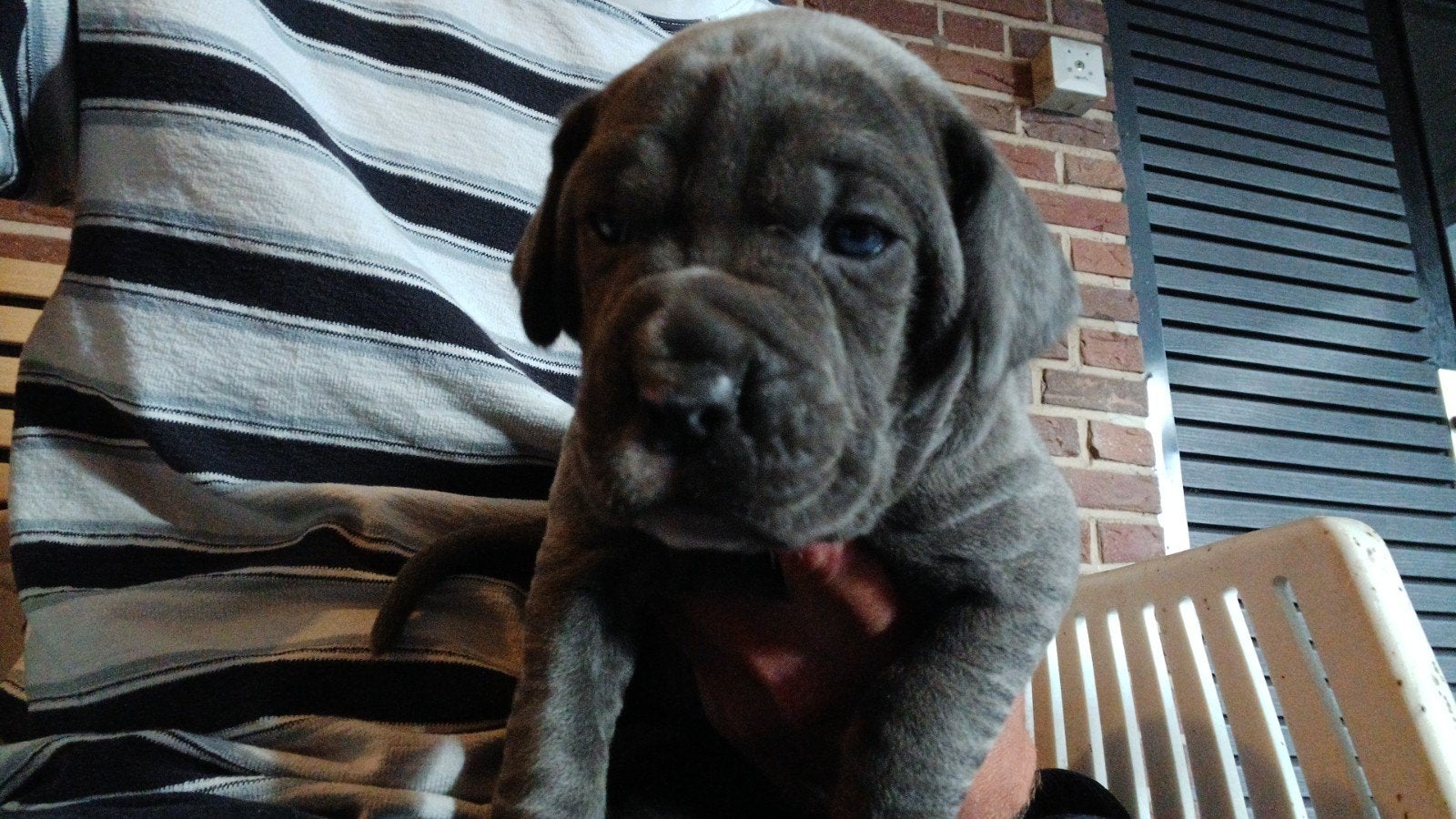 Cane corso pups blauw / isabel merle / merle american bully, Parvo, Overige rassen, 8 tot 15 weken, Meerdere