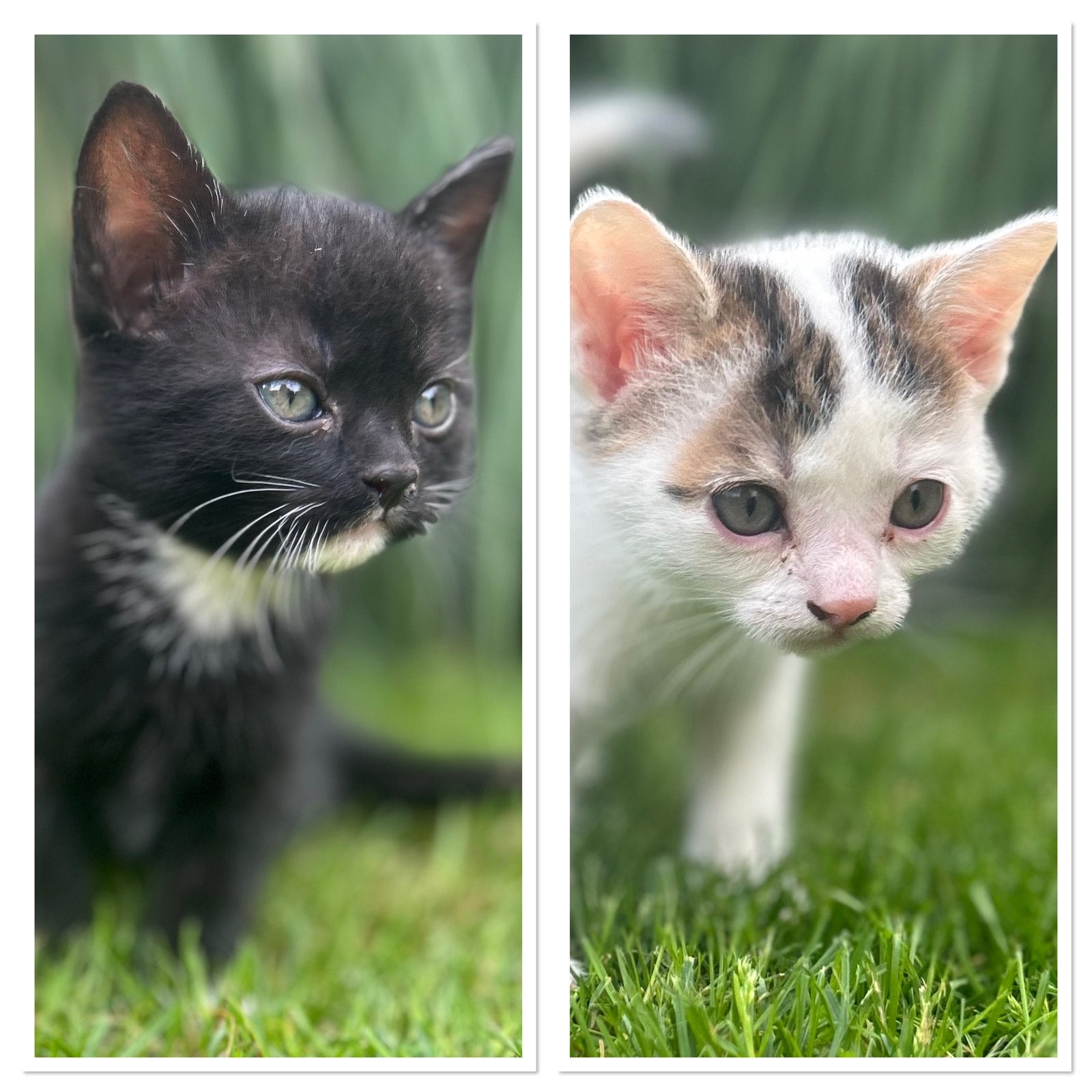 Onze 2 Super lieve vriendjes mogen vanaf nu bij hun mama weg, Meerdere dieren