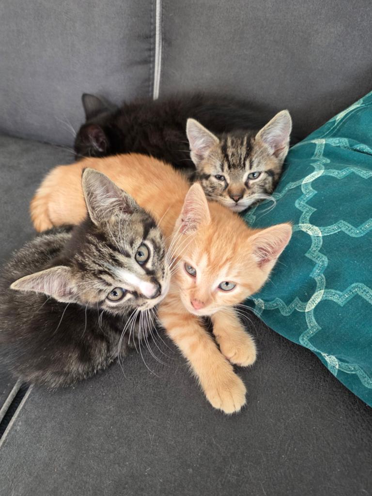 mooie kittens, Dieren en Toebehoren, Katten en Kittens | Overige Katten, Meerdere dieren, Kortharig, 0 tot 2 jaar