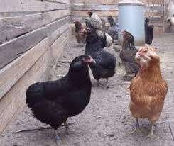 Araucana en Creme Legbar kippen., Vrouwelijk, Kip