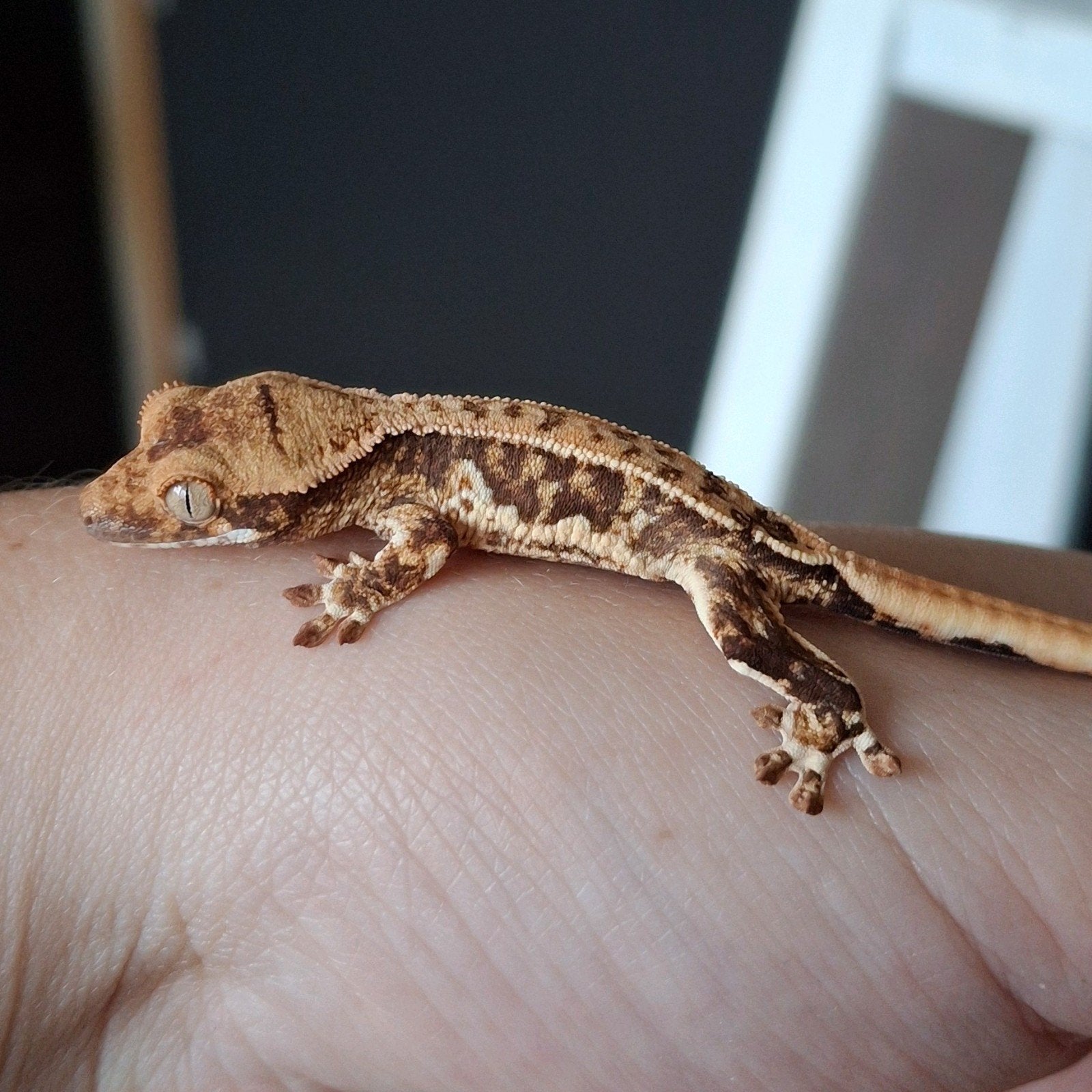 Prachtige tri-color lilly white wimpergekko/crested gecko Crested Gecko photo 3