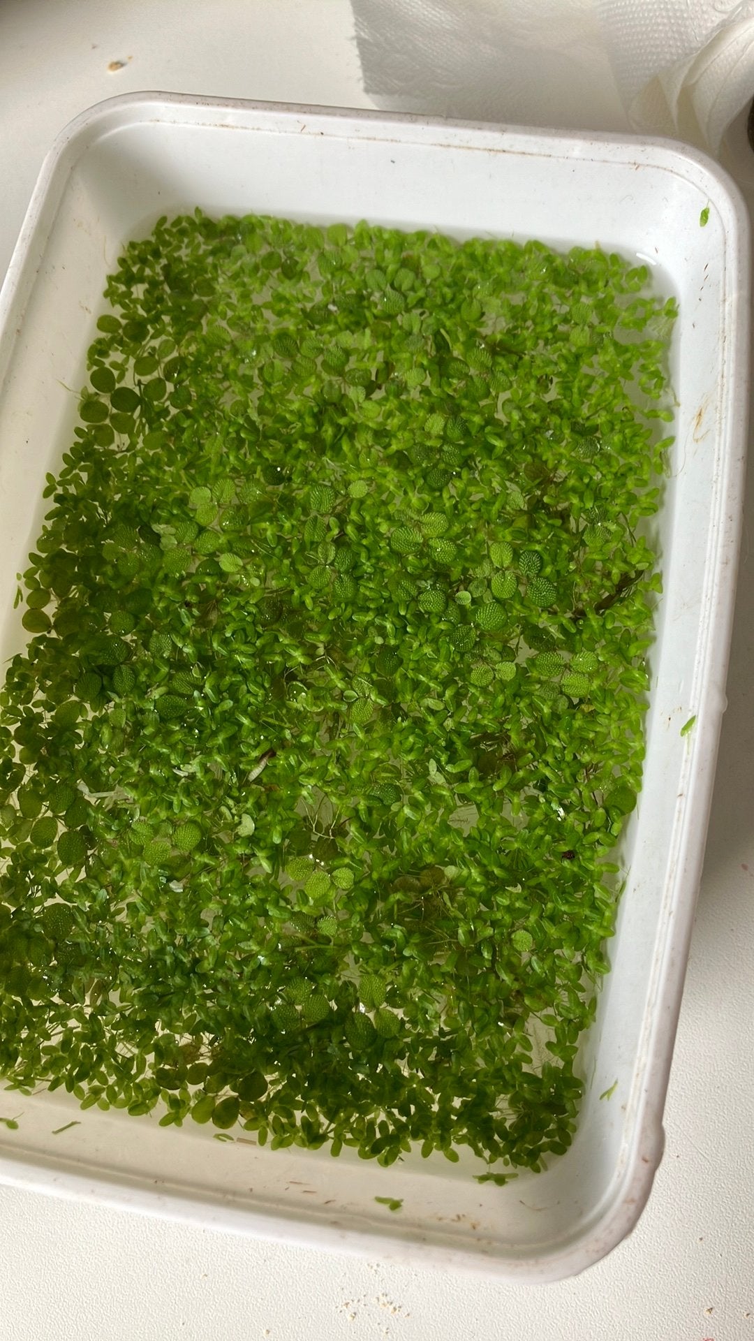 Bakje snelgroeiende aquarium drijfplantjes sanseveria, Ophalen, Zo goed als nieuw, Plant(en), Steen of Hout