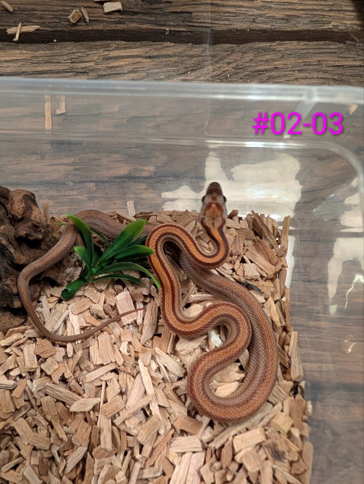 Div jonge rattenslangen in verschillende kleuren en patronen Rat Snake photo 16