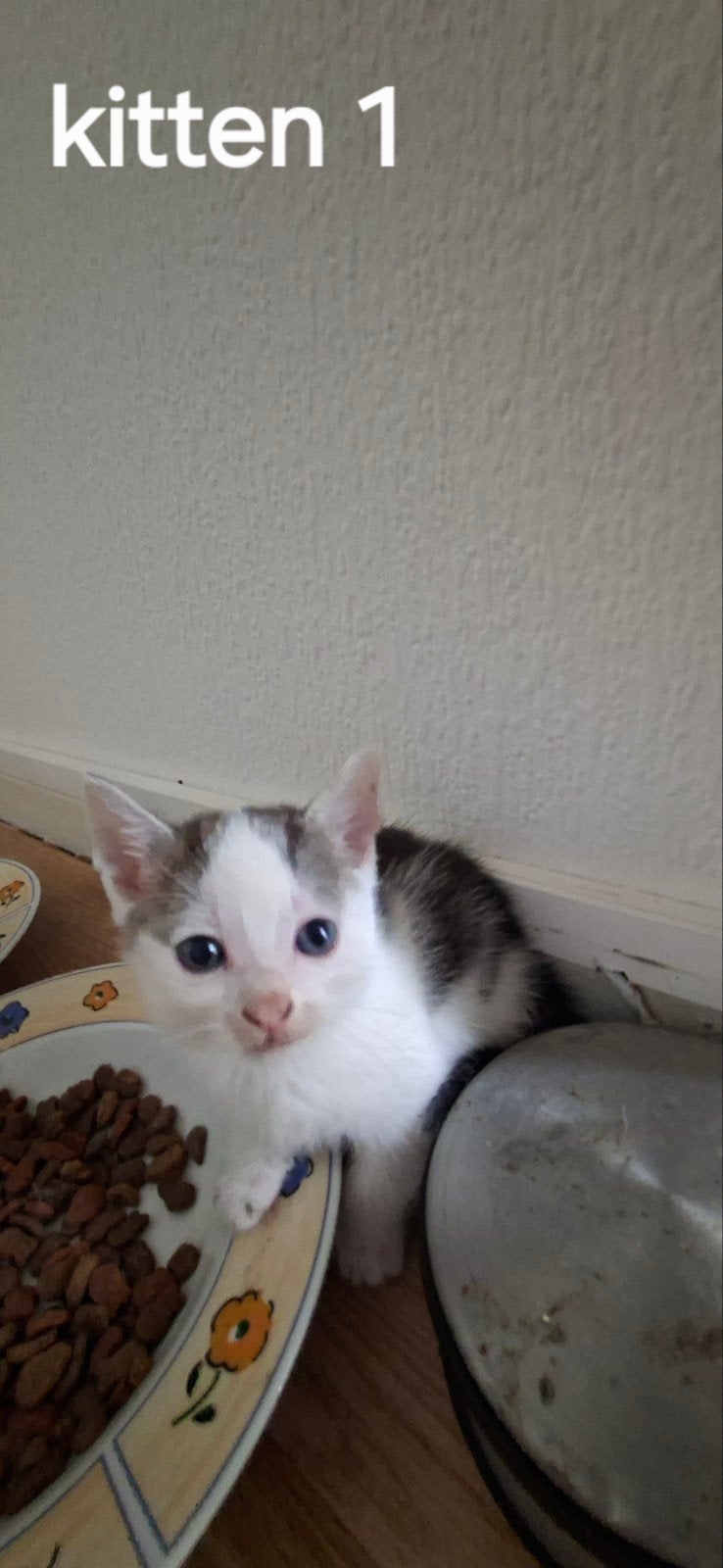kittens GRATIS, Dieren en Toebehoren, Katten en Kittens | Raskatten | Korthaar, Geslacht onbekend, Ontwormd, 0 tot 2 jaar