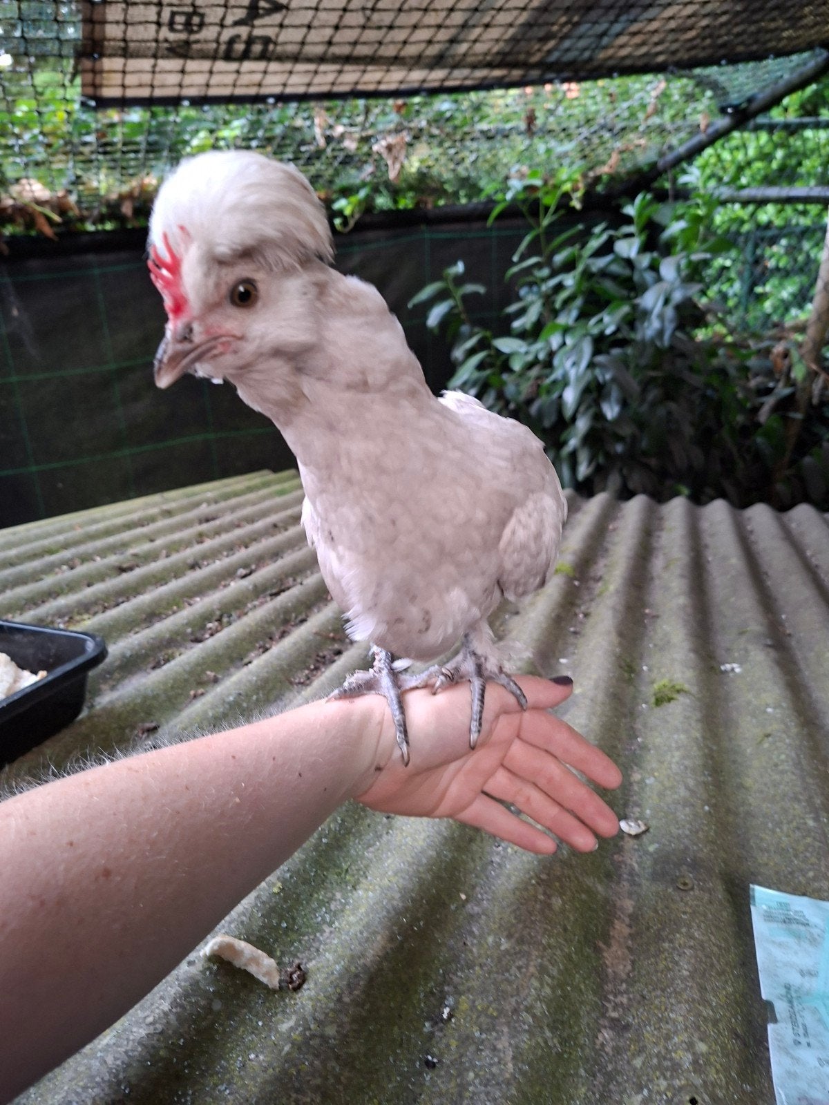Baardkuifhoen jongen haan, Mannelijk, Tam