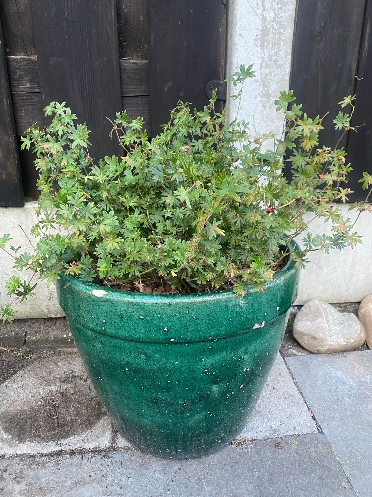 Groene stenen pot met geranium - Ø 35cm, H 30cm, Ophalen, Steen, Gebruikt, Balkon