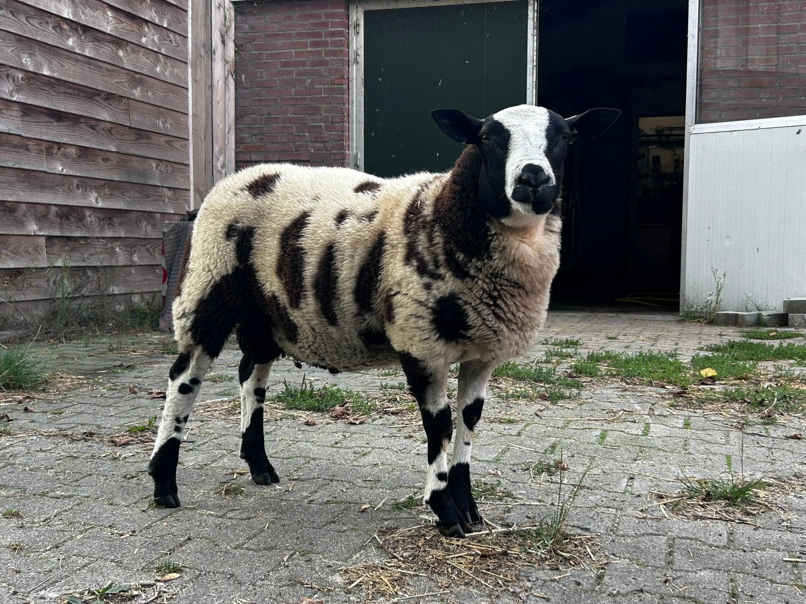 Aangeboden mooie bonte ram , zeer mooie ram voor het dekken, Dieren en Toebehoren, Schapen, Geiten en Varkens, Mannelijk, Schaap