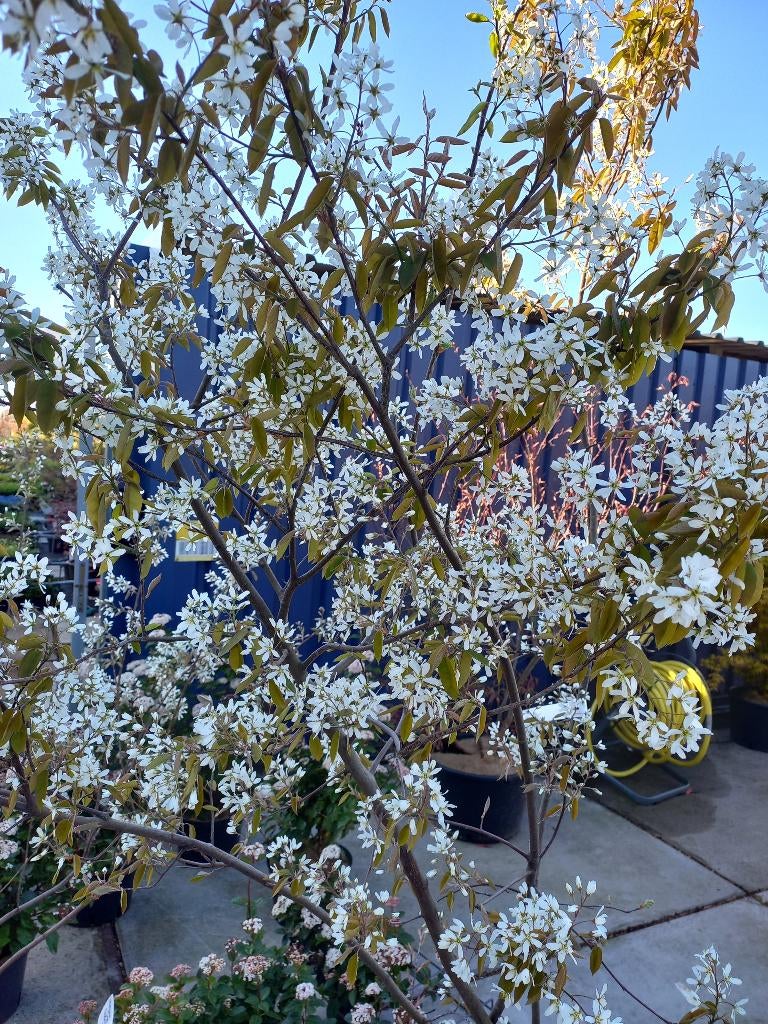 meerstammige Krentenboom, Photinia , Olijfwilg, Berk, Tuin en Terras, Planten | Bomen, Ophalen, Volle zon, Overige soorten, 100 tot 250 cm