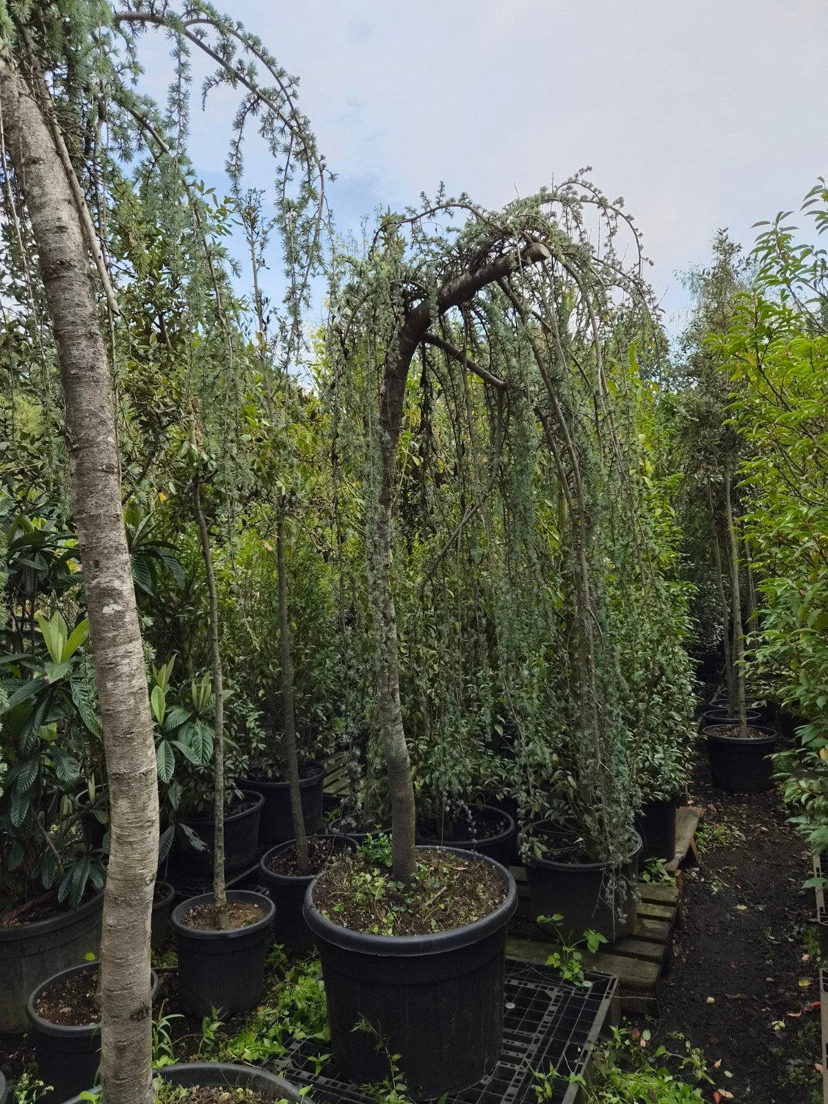 Treurceder (Cedrus Atlantica Glauca Pendula), Overige soorten, Volle zon, Vaste plant, Ophalen of Verzenden