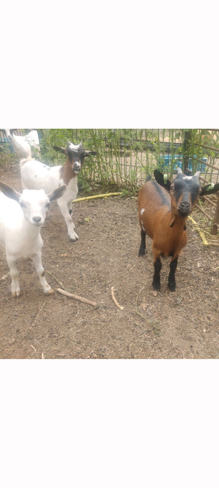 Mooie jonge dwerg geitjes, Dieren en Toebehoren, Vrouwelijk, Geit, 0 tot 2 jaar