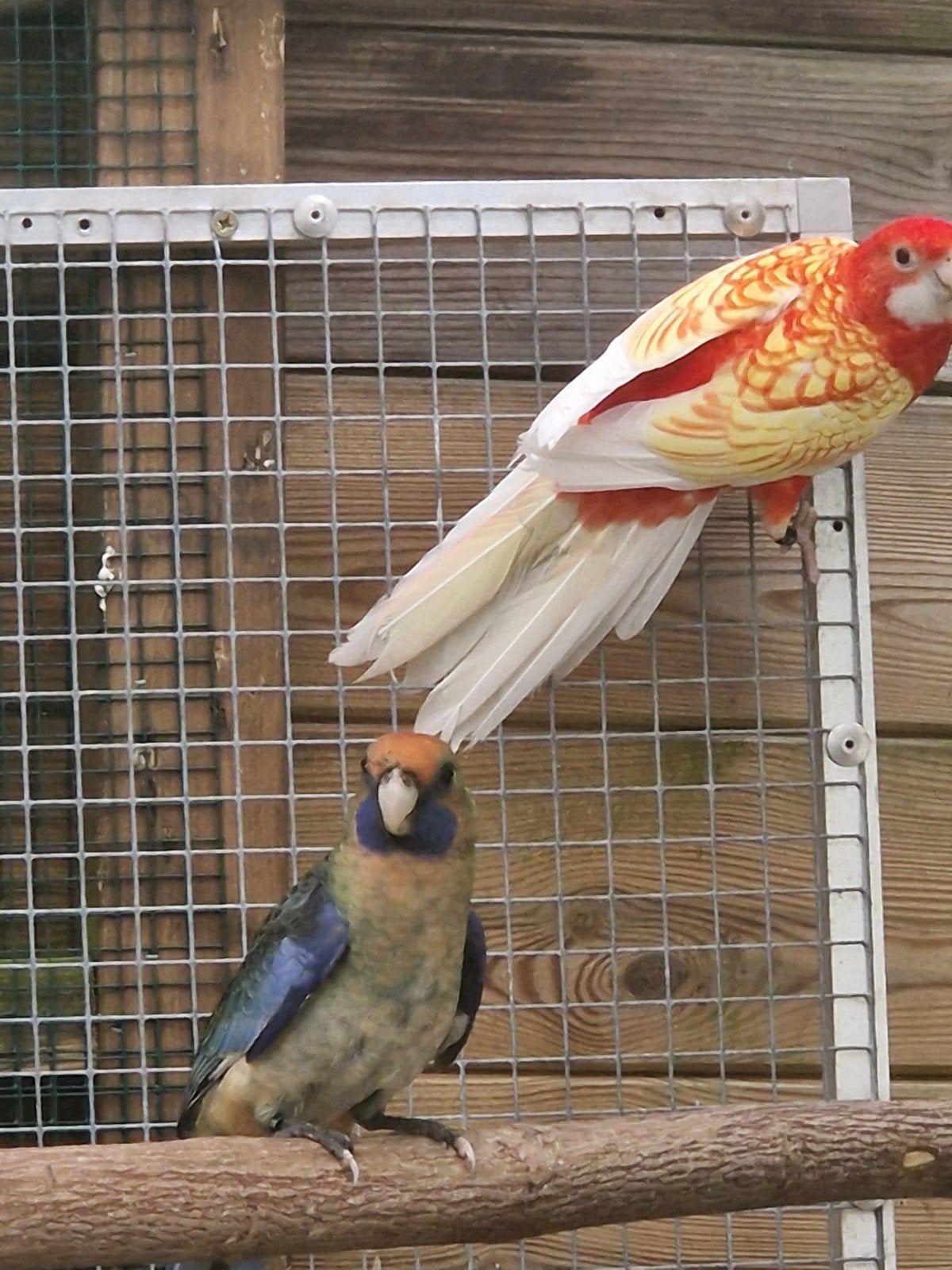 Mooie penanten rubino oranje wildkleur, Dieren en Toebehoren, Meerdere dieren, Parkiet, Geringd