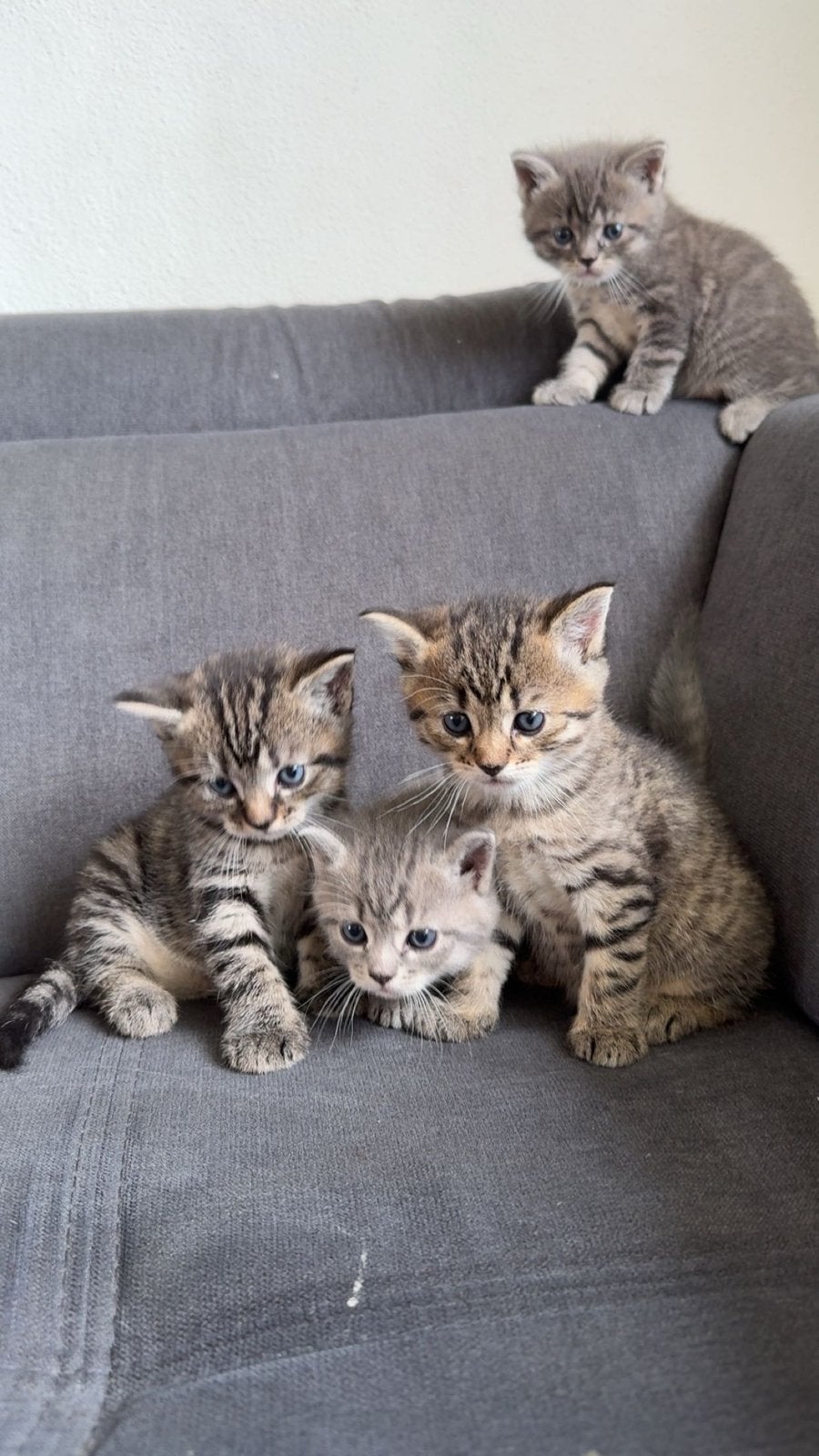Lieve kittens te koop – klaar voor een nieuw thuis!, Dieren en Toebehoren, Meerdere dieren