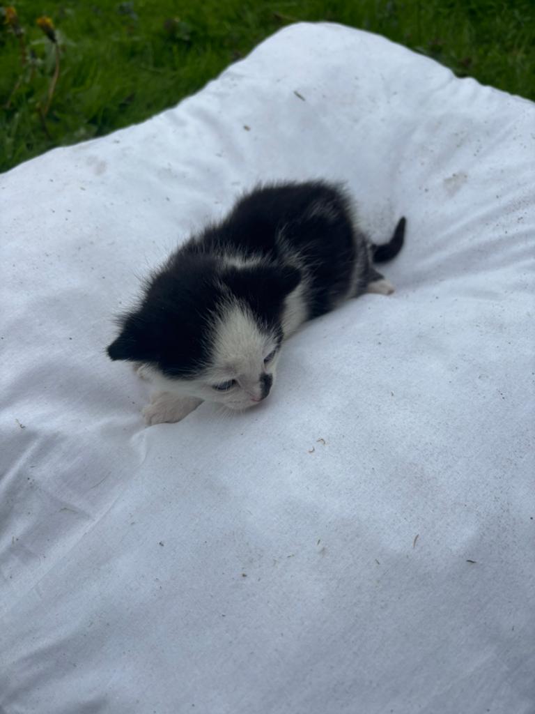3 kittens geboren 27 april, Dieren en Toebehoren, Katten en Kittens | Overige Katten, Meerdere dieren, Kortharig, 0 tot 2 jaar