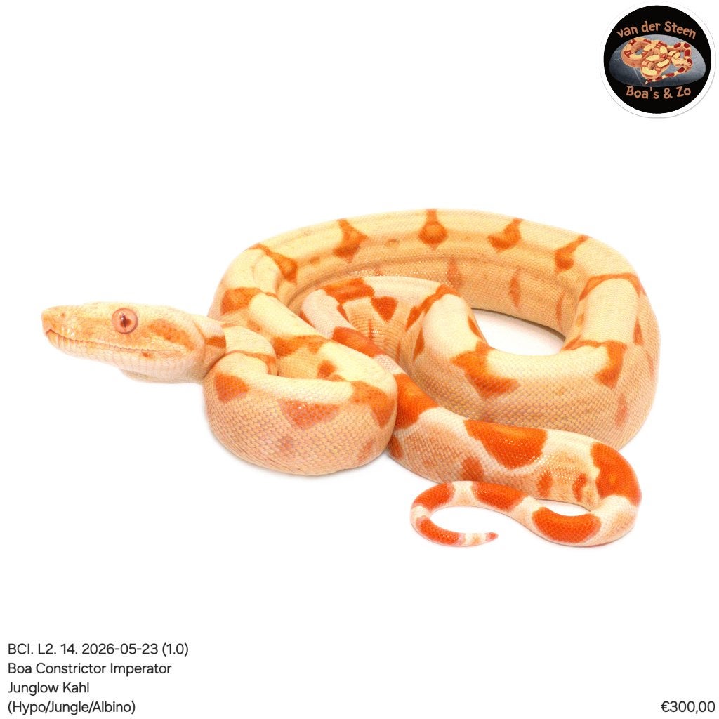 Boa Constrictor Imperator Litter 02 2026 Boa Constrictor photo 3