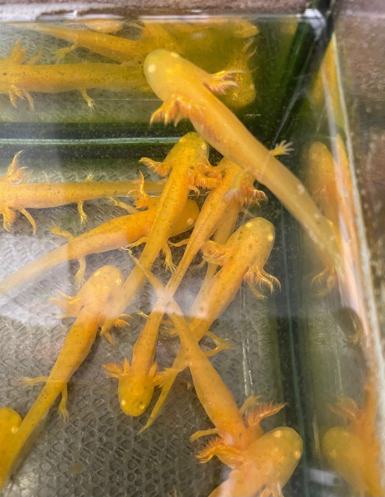 Axolotl, salamander, Ambystoma Mexicanum, 0 tot 2 jaar