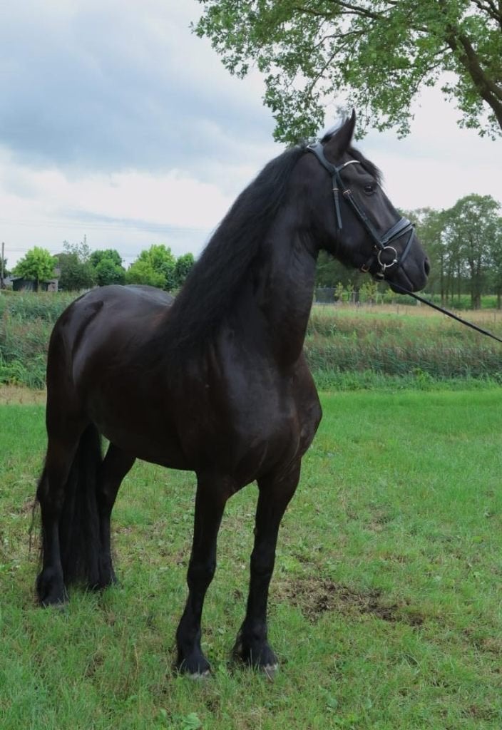 te koop 4 jarige Friese merrie (Pier 448xBrandus 345), Merrie, Met stamboom, Dressuurpaard, Zadelmak