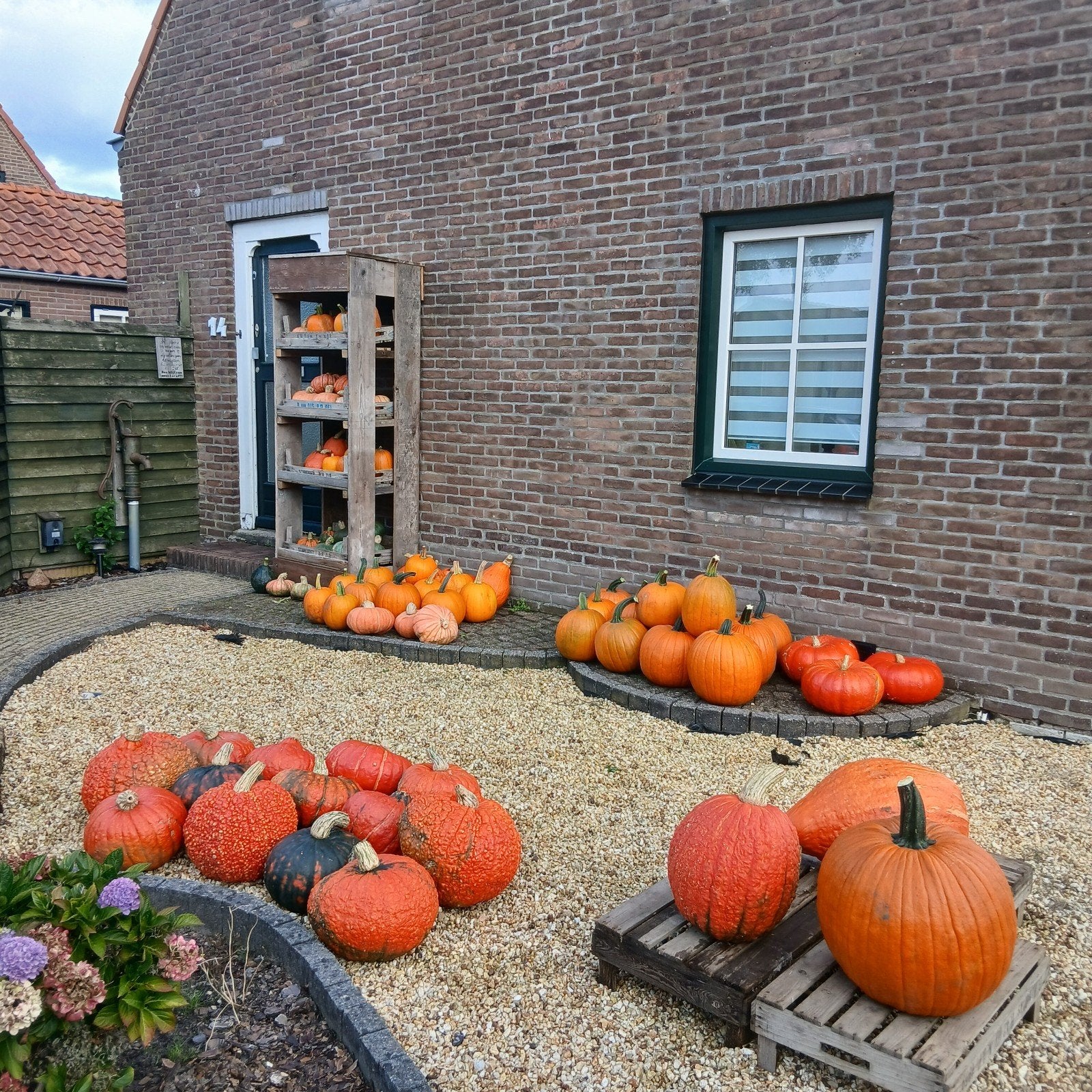 pompoenen wolvega, Ophalen, Nieuw