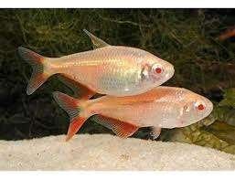 Ruitenvlekzalm Gold -Hemigrammus Caudovittatus- Koidreams, Dieren en Toebehoren, Vissen | Aquariumvissen, Vis, Zoetwatervis