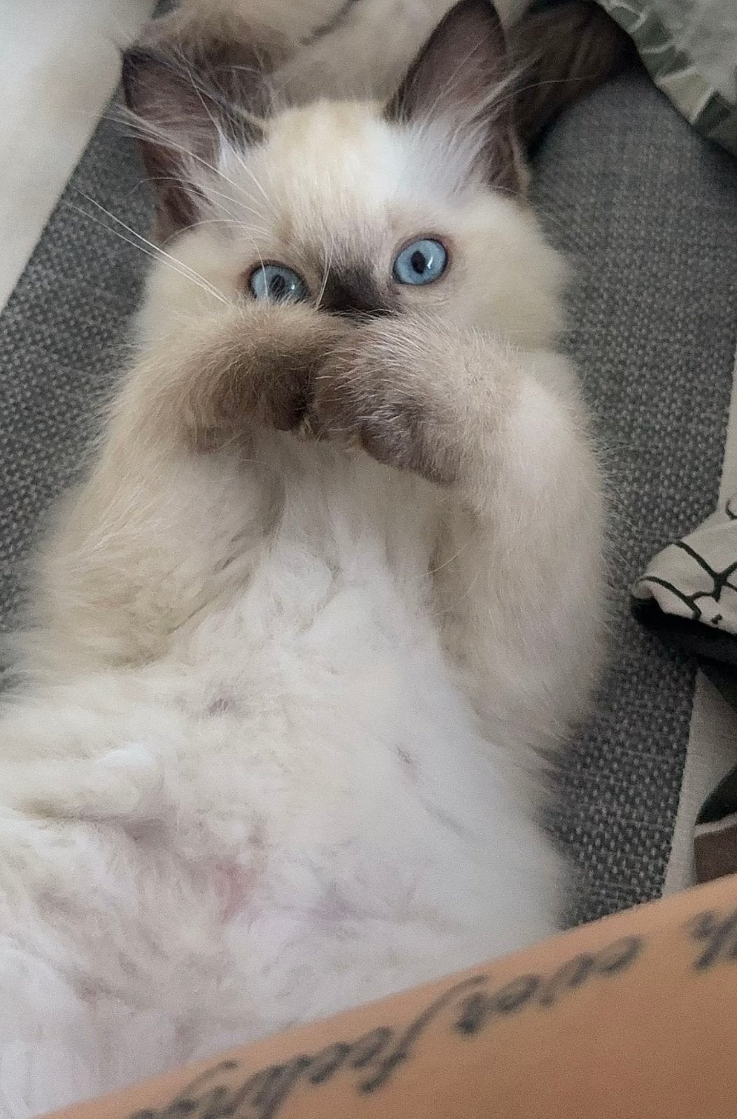 Ragdoll kittens 11 week, Meerdere dieren