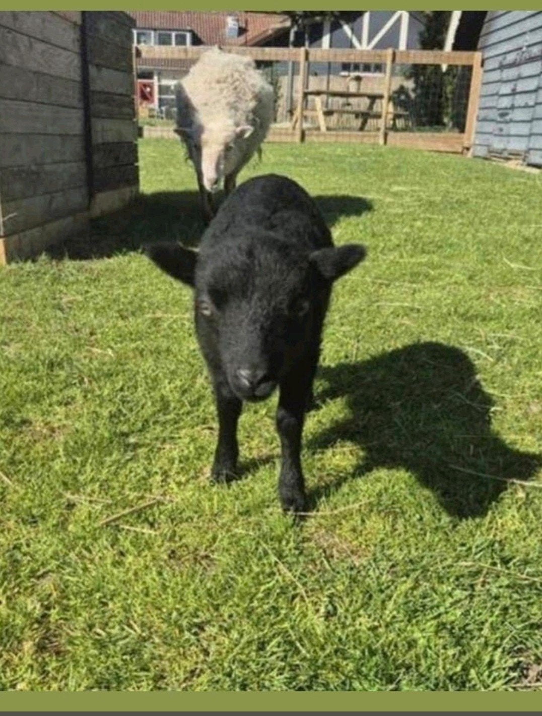 Oussuant ram en ooi., Dieren en Toebehoren, Meerdere dieren, Schaap, 0 tot 2 jaar