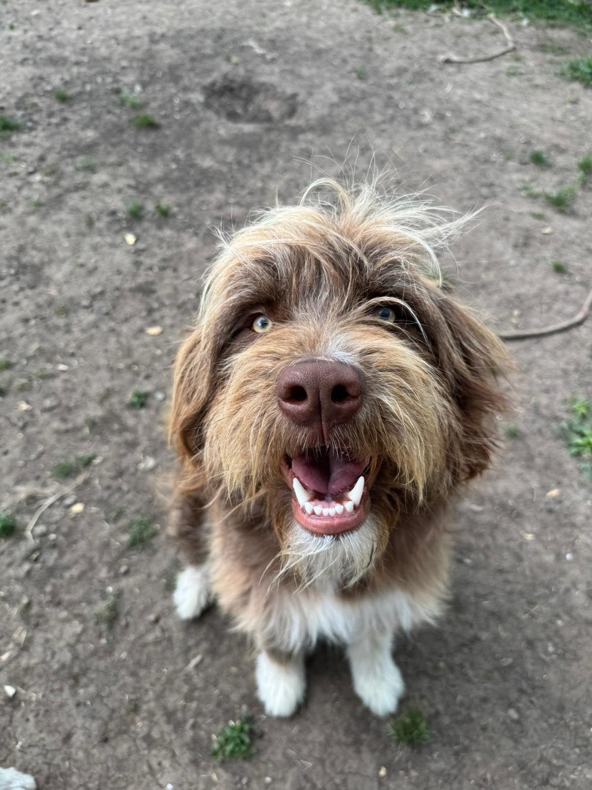 Bamby zoekt een lieve familie!, Dieren en Toebehoren, Honden | Niet-rashonden, Handelaar, 1 tot 2 jaar, Buitenland, Teef
