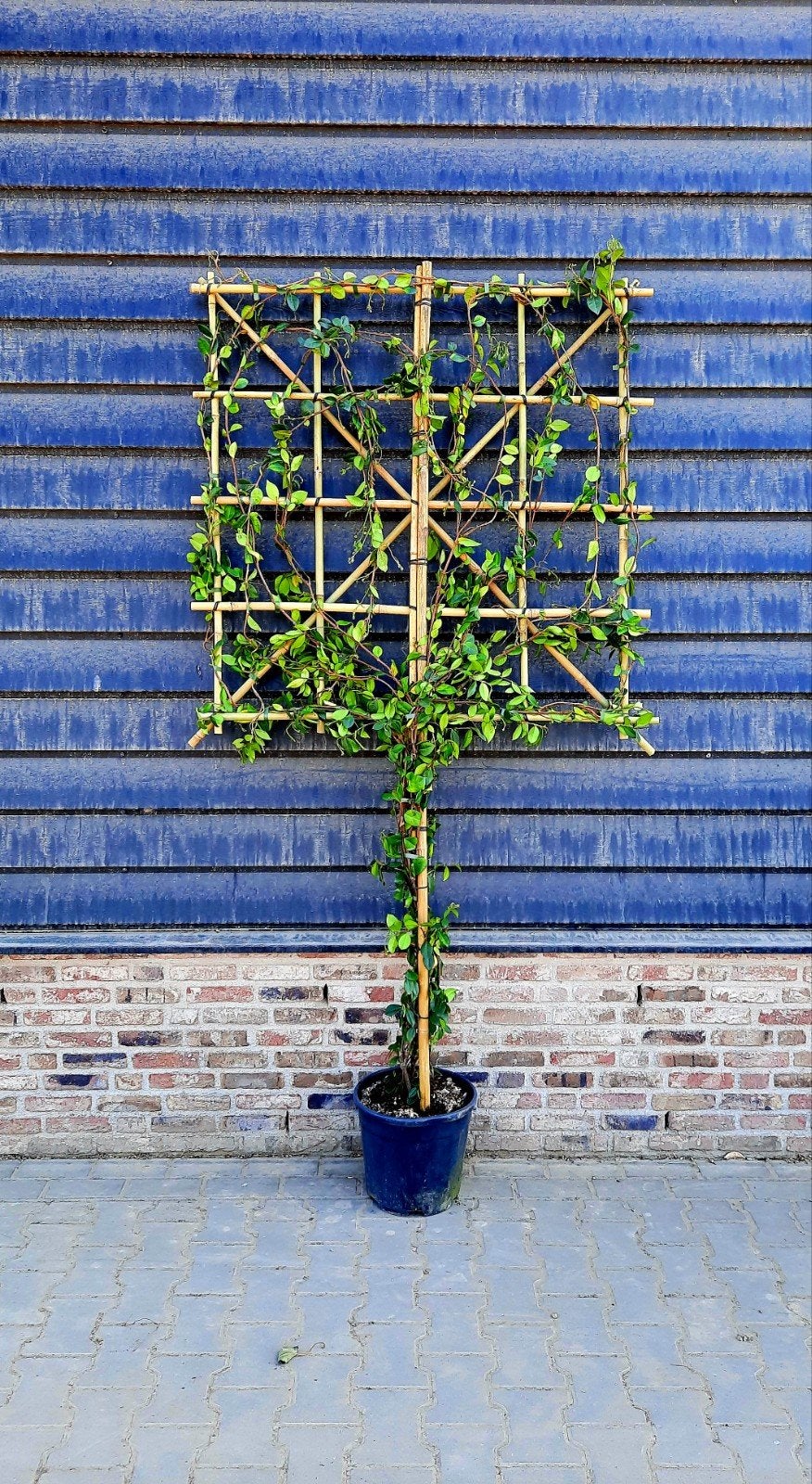 Toscaanse Jasmijn ❗️Leiboom❗ (Trachelospermum jasminoides)🌿, Ophalen