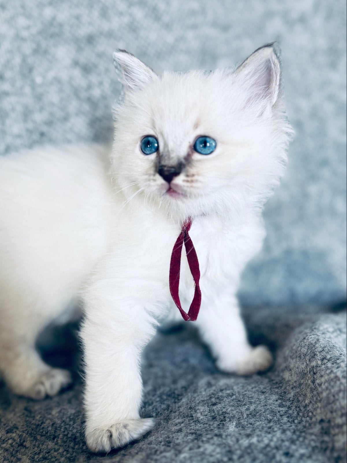Lieve Ragdoll kittens, Dieren en Toebehoren, Meerdere dieren