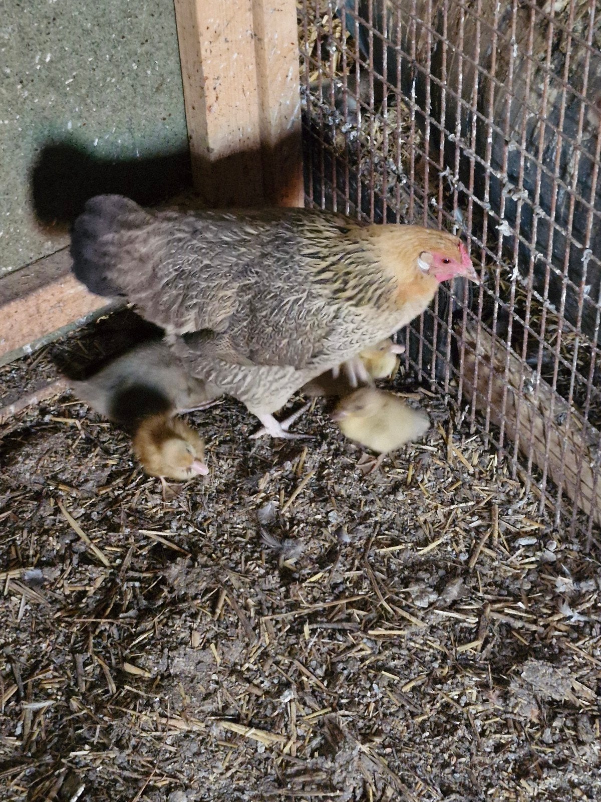 Kip met jonge eenden, Dieren en Toebehoren, Pluimvee, Meerdere dieren, Eend