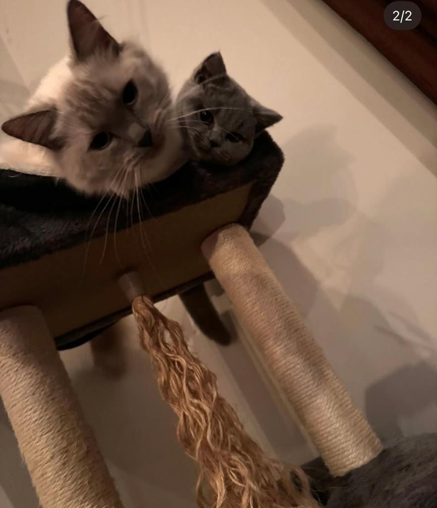 Pasha en Moppie opzoek naar een liefdevol thuis!, Meerdere dieren, Met stamboom, 3 tot 5 jaar