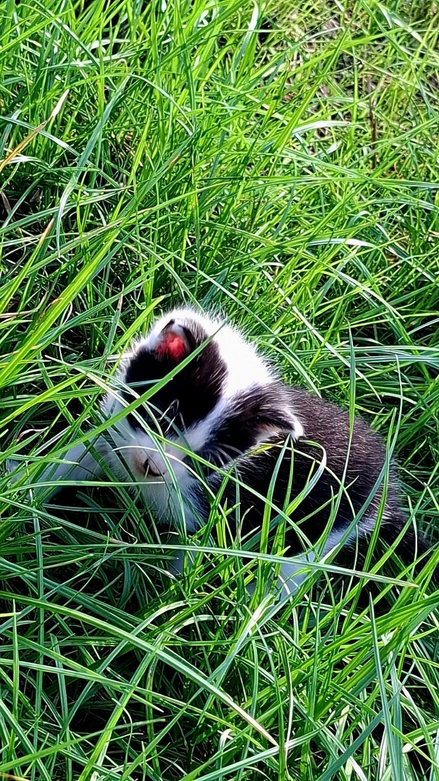 boerderij kittens, Dieren en Toebehoren, Katten en Kittens | Overige Katten, Meerdere dieren, Kortharig, 0 tot 2 jaar