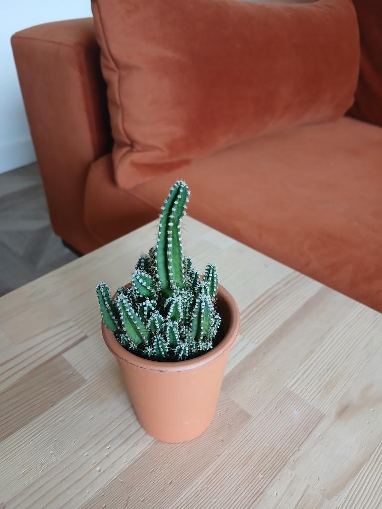 Cactus in pot, Ophalen, Minder dan 100 cm, Volle zon, In pot