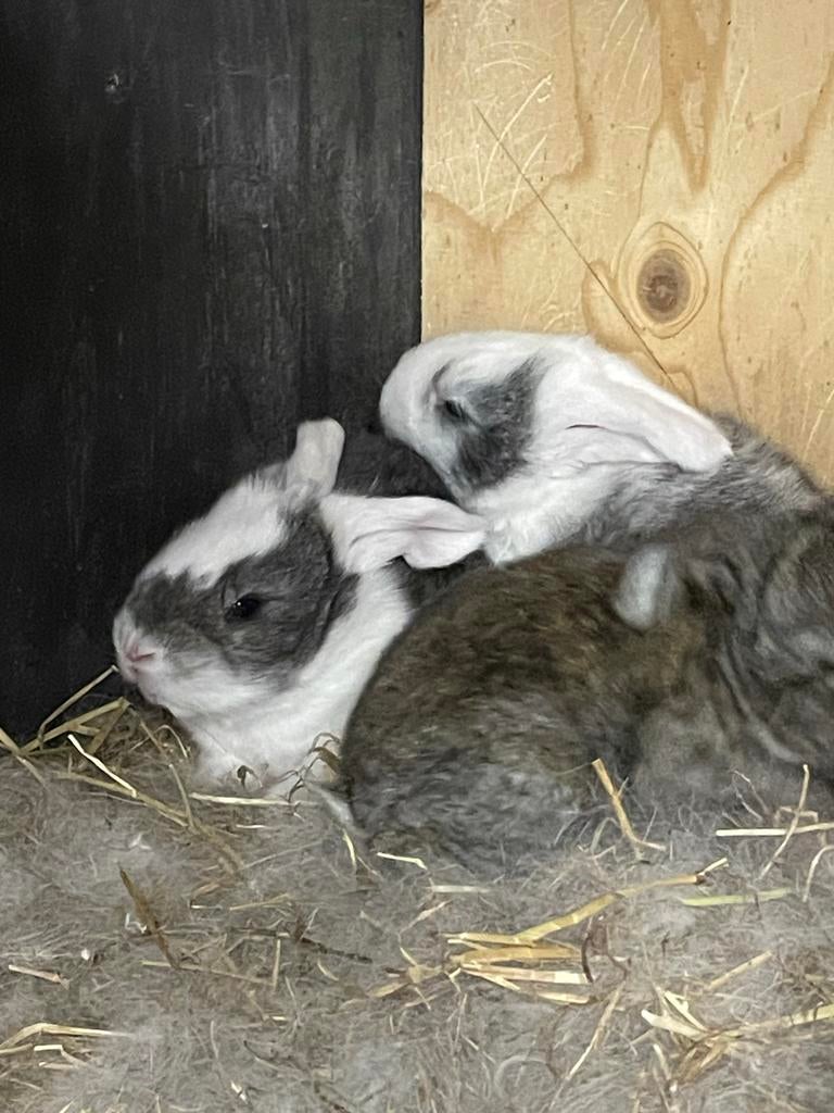 Duitse reus konijnen jongen 6/7 weken, Meerdere dieren, Groot, 0 tot 2 jaar