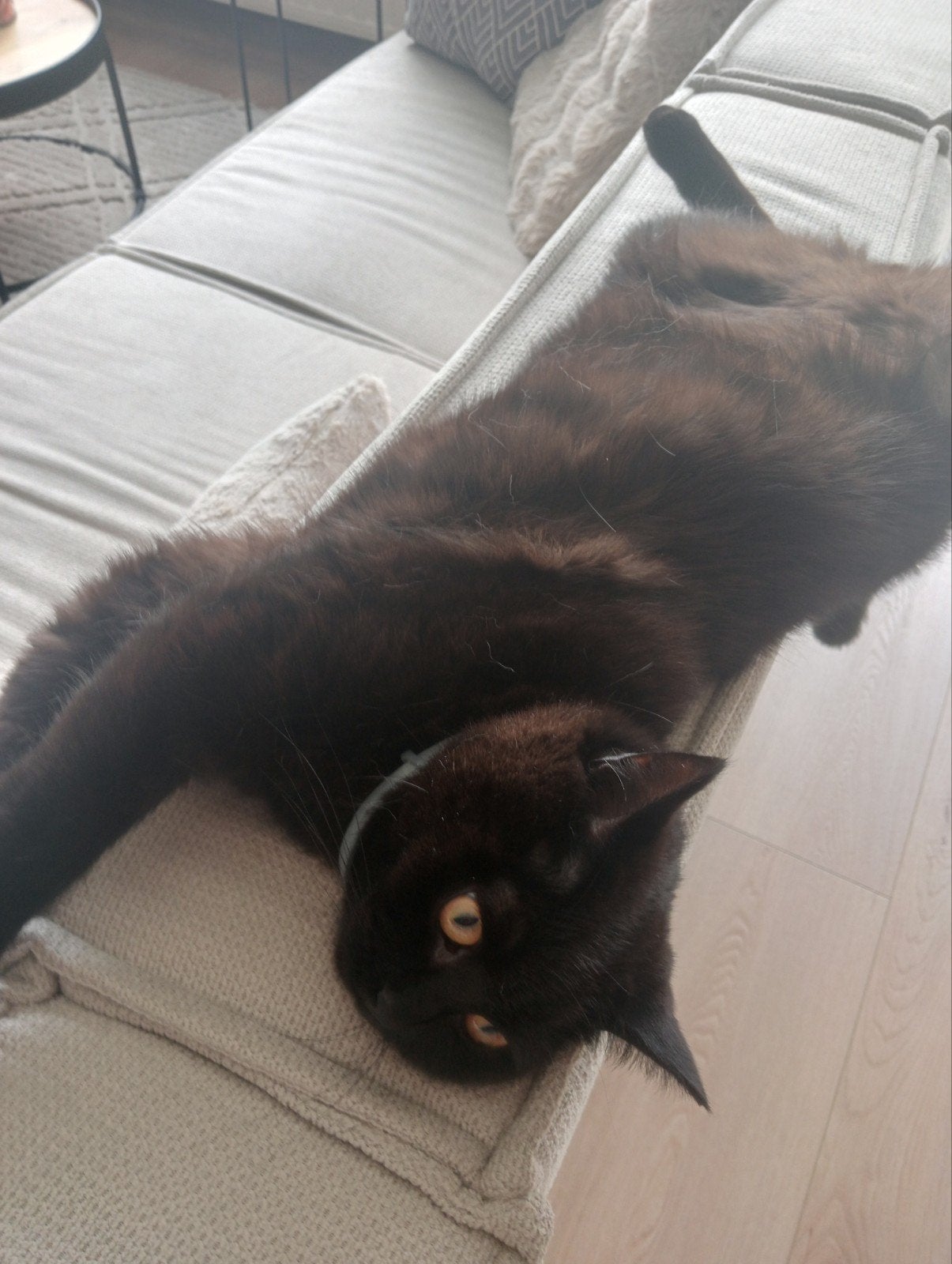 Lief  thuis gezocht voor onze Britse Korthaar, Kater, Kortharig, 0 tot 2 jaar