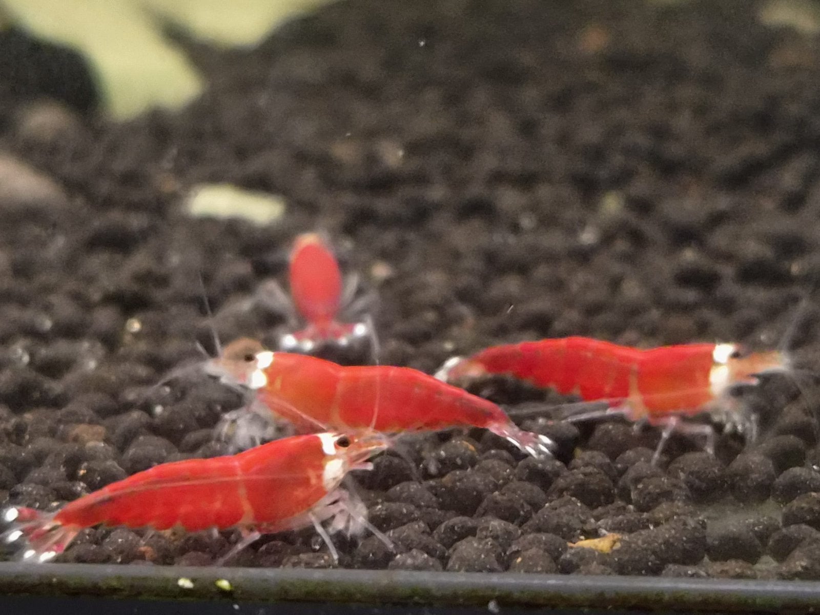 Red Santa High Grade rode garnalen, Caridina, Dieren en Toebehoren, Kreeft, Krab of Garnaal
